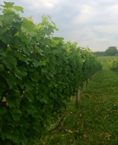 Post-tucking, hedging, and lateral removal.  Do these vines feel the love?