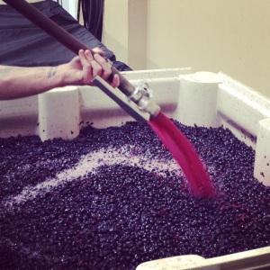 Pumping over a bin of Cab Franc.